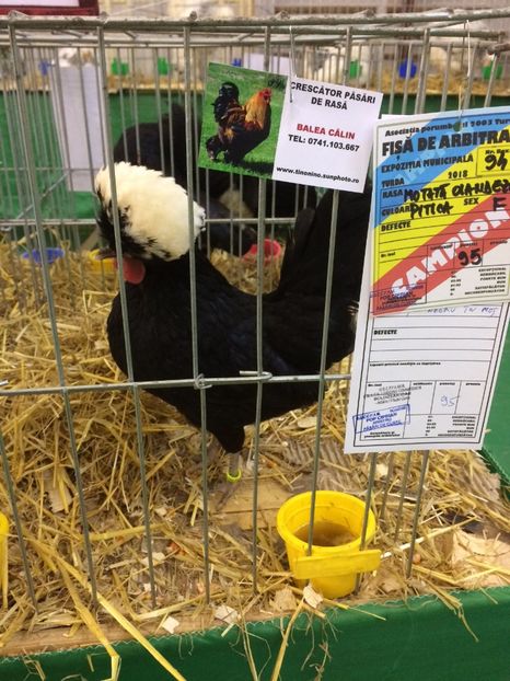 79D2C683-8141-4AF9-B0C0-3B089CC094D7 - 2018 Rezultate obținute la expoziția anuală TURDA