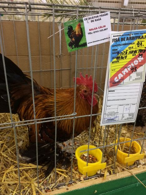 0D0914AA-E73E-4931-9196-E17206F03B07 - 2018 Rezultate obținute la expoziția anuală TURDA