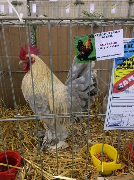 4D41AB76-2D68-41DF-ABC6-0BA65EEEDCBA - 2018 Rezultate obținute la expoziția anuală TURDA