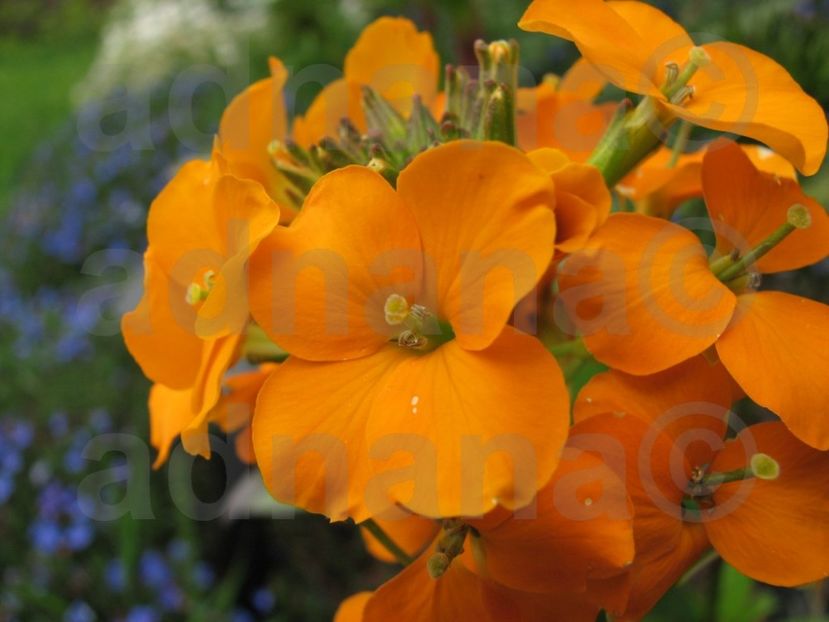  - Erysimum allionii Orange