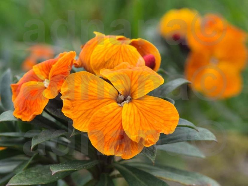  - Erysimum allionii Orange