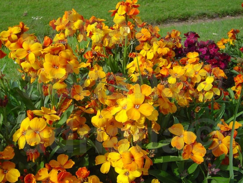  - Erysimum allionii Orange