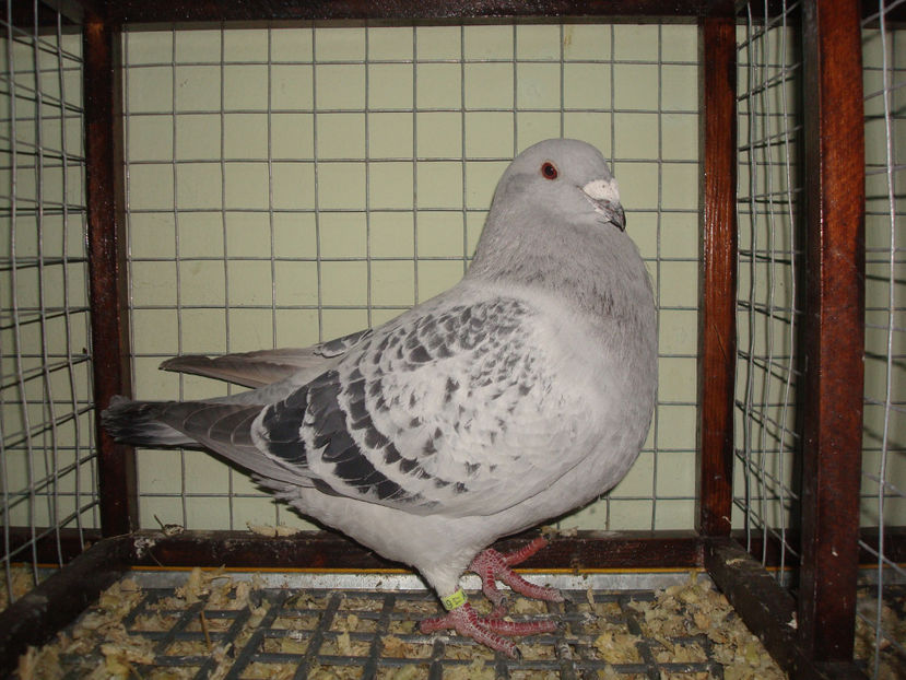 F 2017 RO  Vanduta - Porumbei Standard - Vanduti