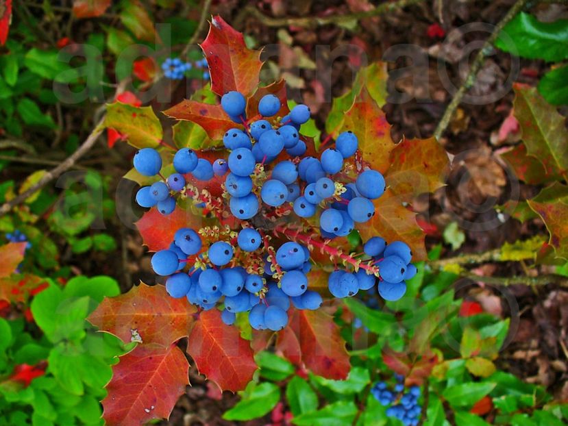  - Mahonia aquifolium