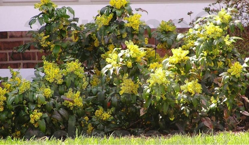  - Mahonia aquifolium