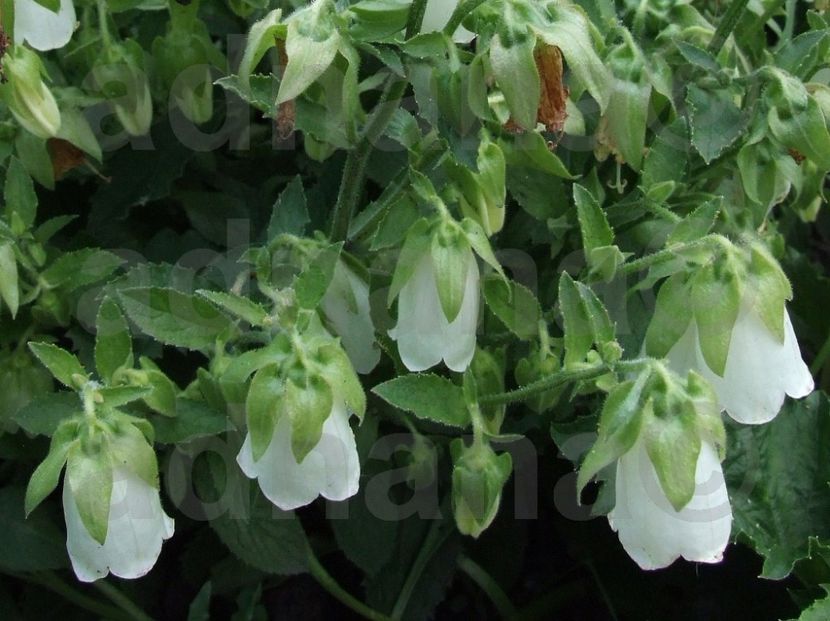  - Symphyandra pendula