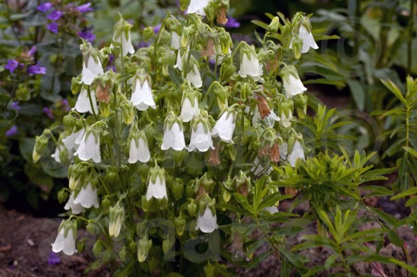  - Symphyandra pendula