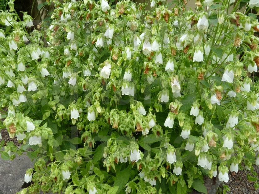  - Symphyandra pendula