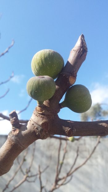  - Iarna prin alte țări