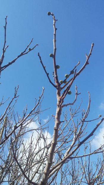  - Iarna prin alte țări