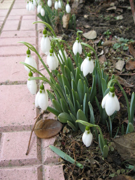  - Flori de gradina 2015-2018