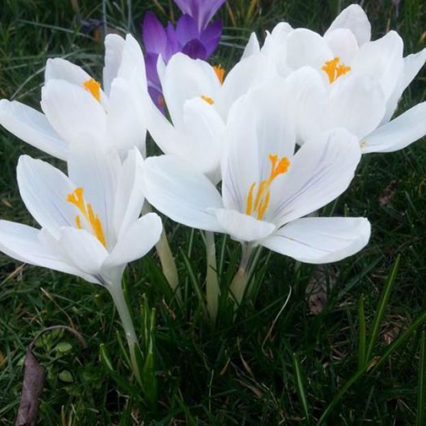 crocus__wit - BULBI DE FLORI-achizitii