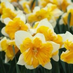 Narcissus orangery - BULBI DE FLORI-achizitii