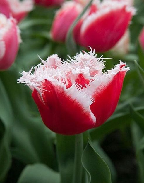Tulipa santa claus - BULBI DE FLORI-achizitii
