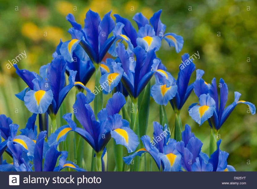 Iris hollandica - BULBI DE FLORI-achizitii