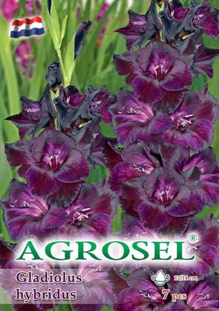 gladiole-mov_ - BULBI DE FLORI-achizitii