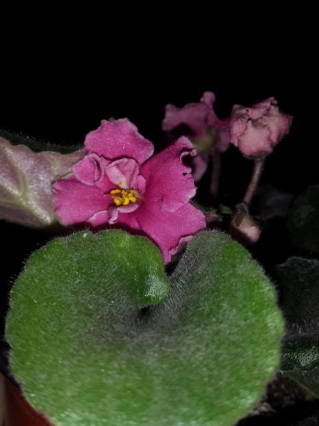 1518436625032-1173572722 - Alte violete