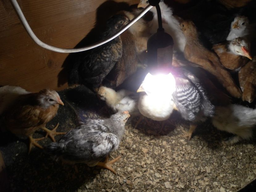 Prima serie 2018 - A Puisori 2018