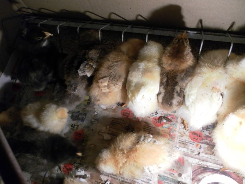 2 serie - A Puisori 2018