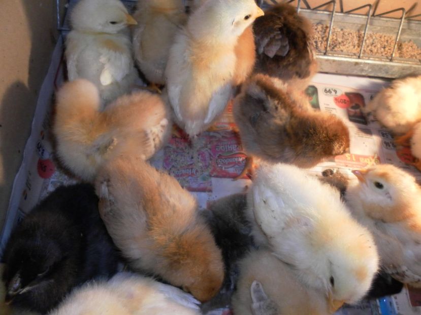 2 serie - A Puisori 2018