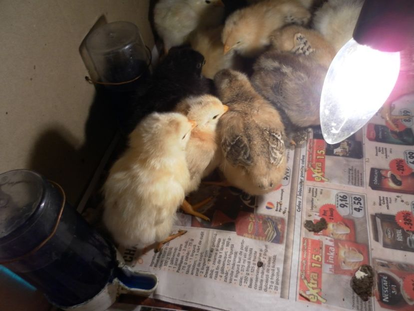 2 serie - A Puisori 2018