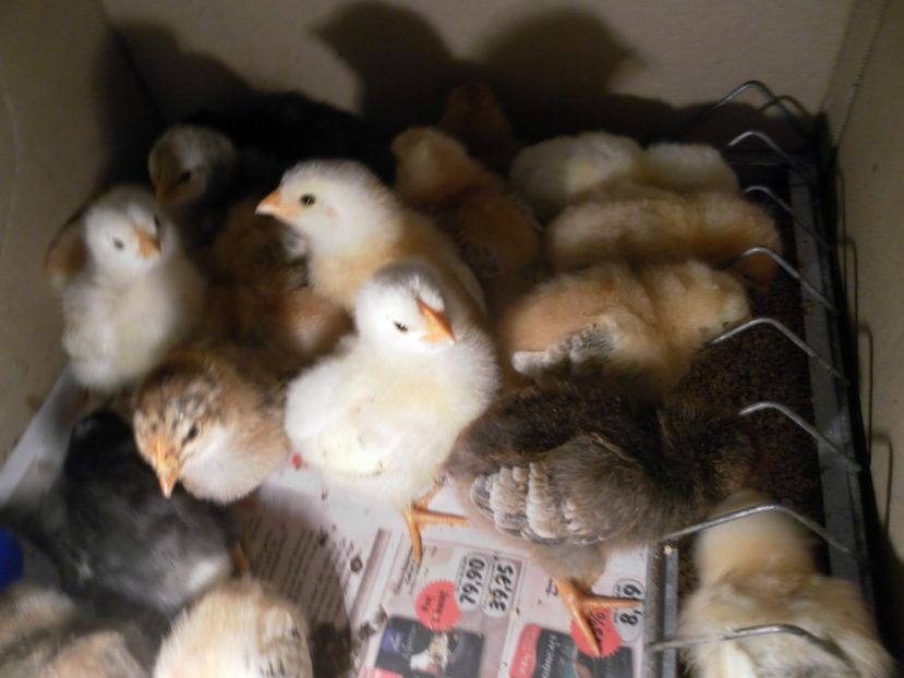 2 serie - A Puisori 2018