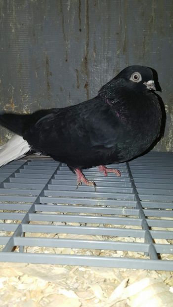 received_2018963054810506 - 6-Negru Codalb Romanesc