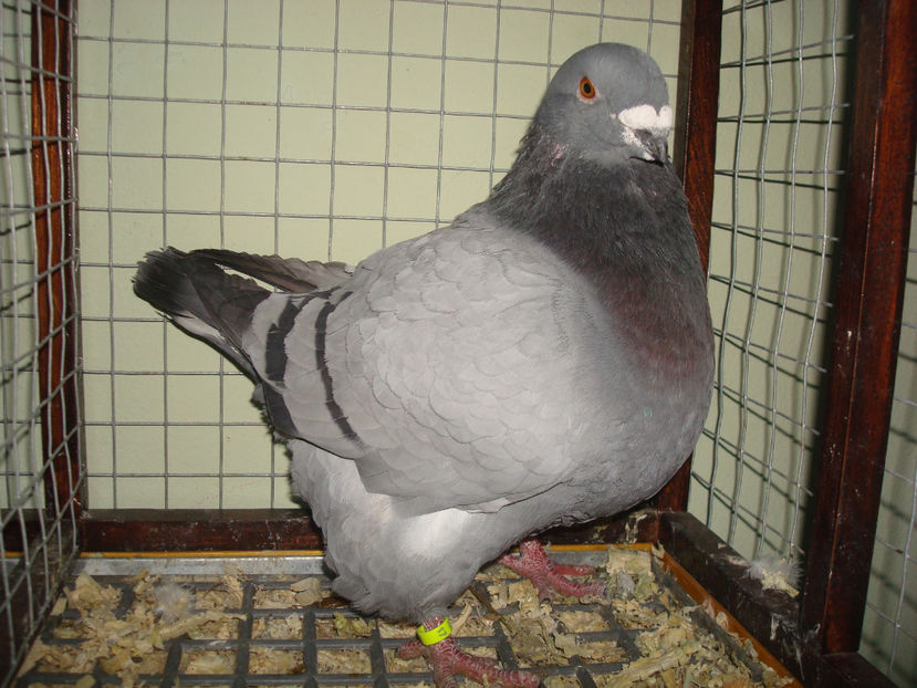 M 2017 RO  Ploiesti - Porumbei Americani-Vanduti