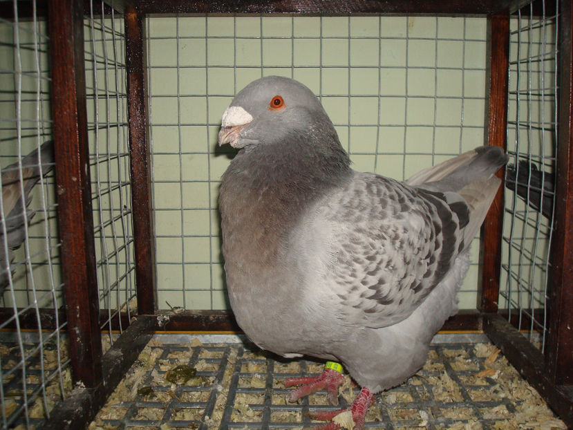 M 2017 RO  vandut - Porumbei Americani-Vanduti