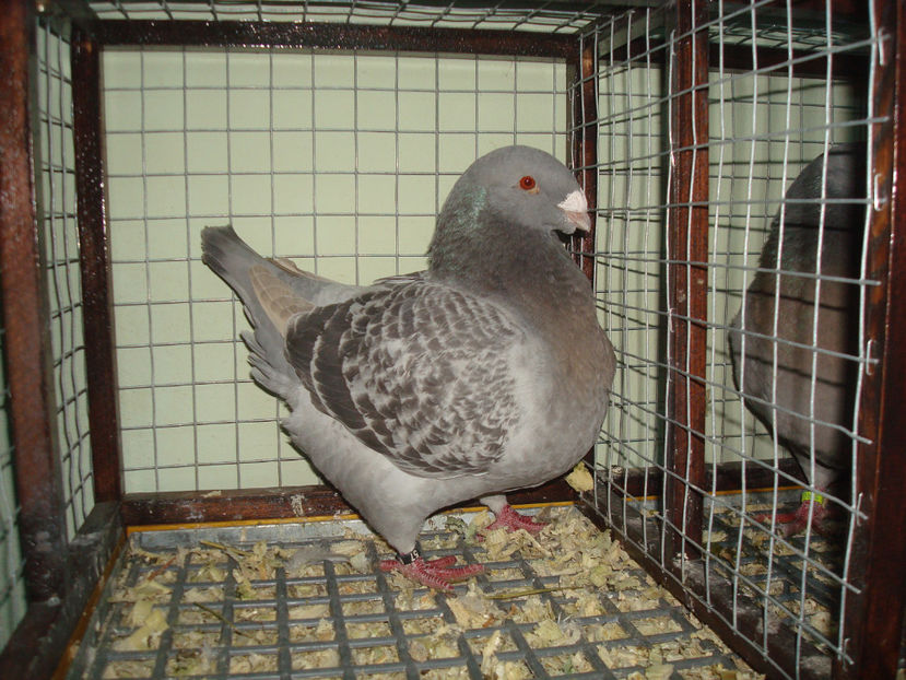 F 2016 RO  vanduta - Porumbei Americani-Vanduti