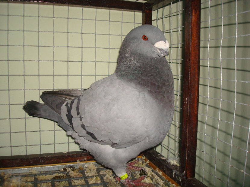 M 2017 RO  Ploiesti - Porumbei Americani-Vanduti