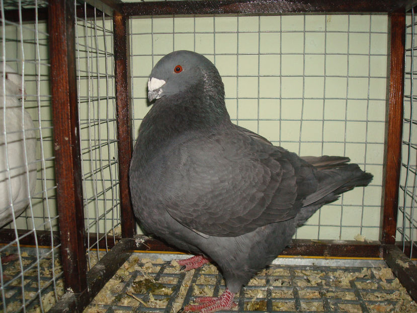 M-2017 RO 1137 Vandut - Porumbei Americani-Vanduti