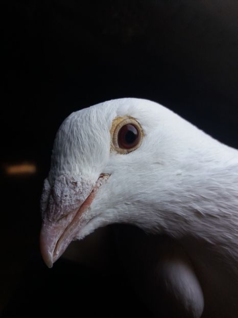 M - voiajori albi 2018