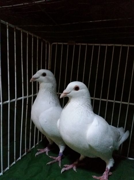 P 2 - voiajori albi 2018