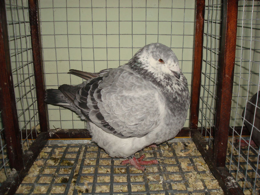 F 2016 RO  Vanduta - Porumbei Americani-Vanduti