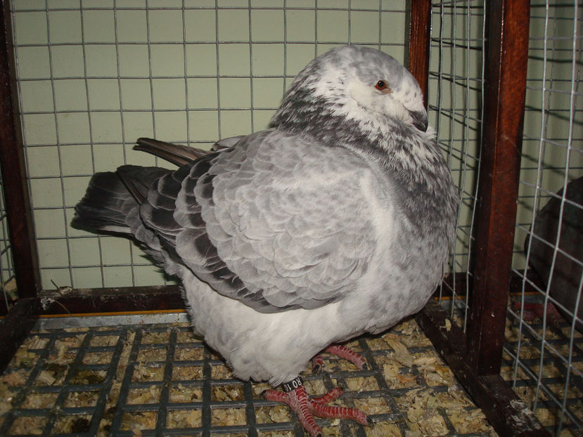 F 2016 RO  Vanduta - Porumbei Americani-Vanduti