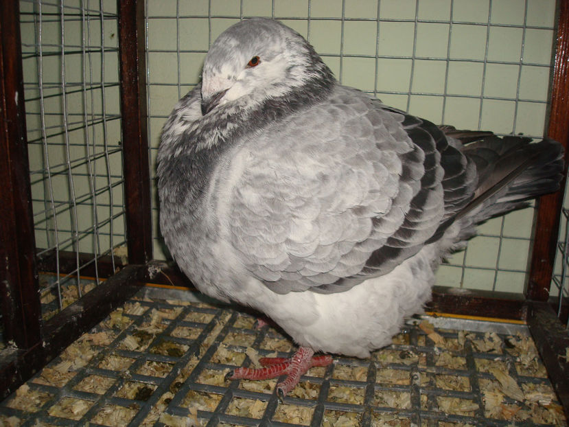 F 2016 RO  Vanduta - Porumbei Americani-Vanduti