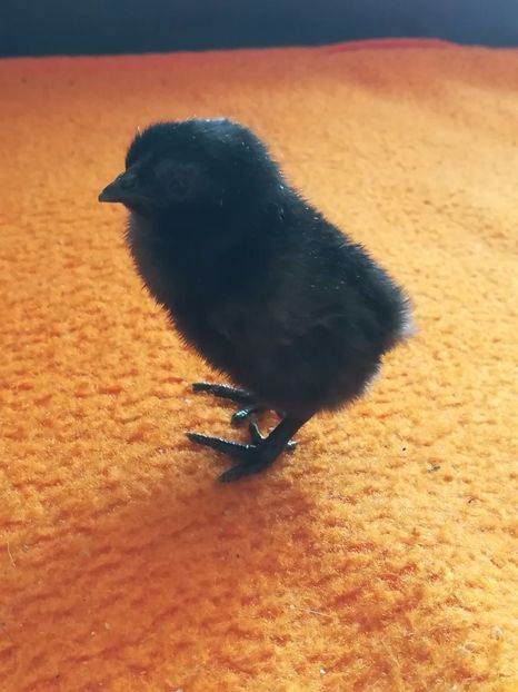 Primii puișori 2018 - Ayam Cemani