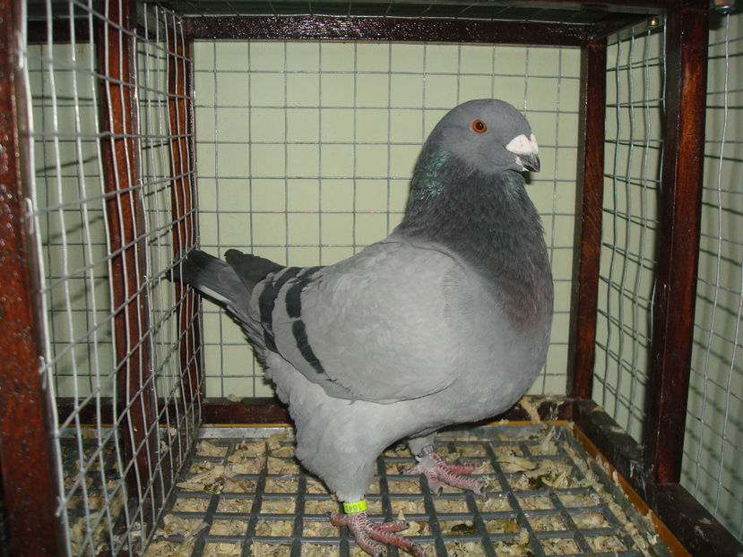 M 2017 RO   Vandut - Porumbei Americani-Vanduti