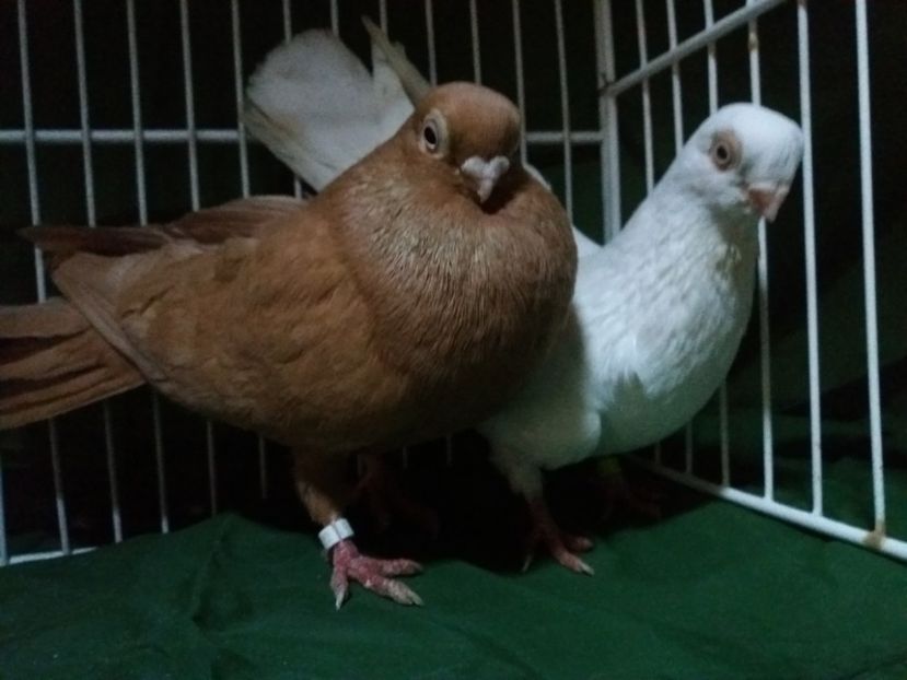 P1 - jucatori de ardeal 2018