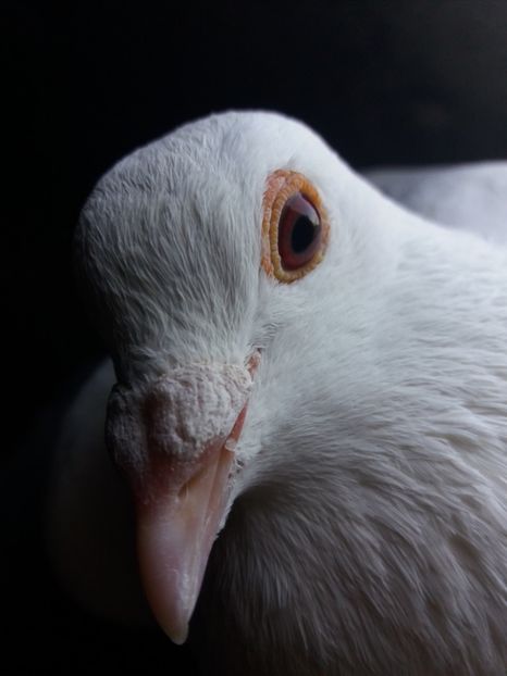 F - voiajori albi 2018