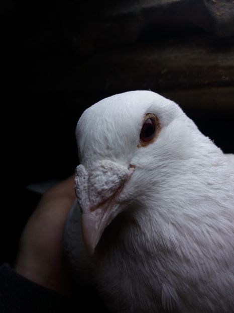 M - voiajori albi 2018