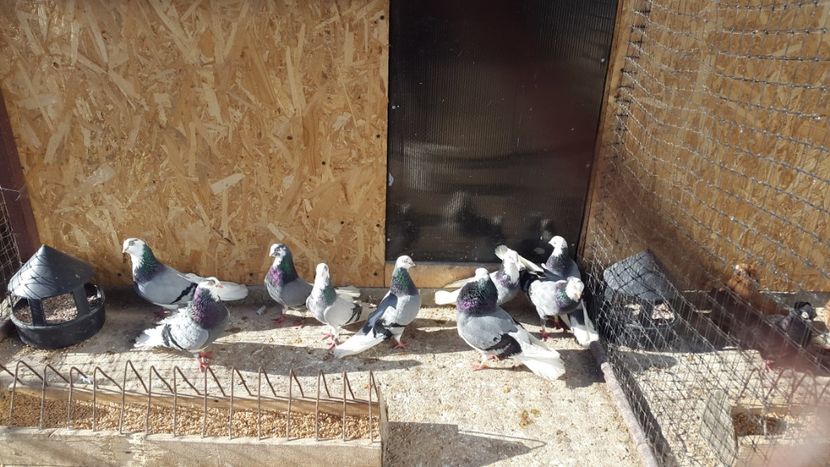  - jucatori galateni rasa Ghita Rosu