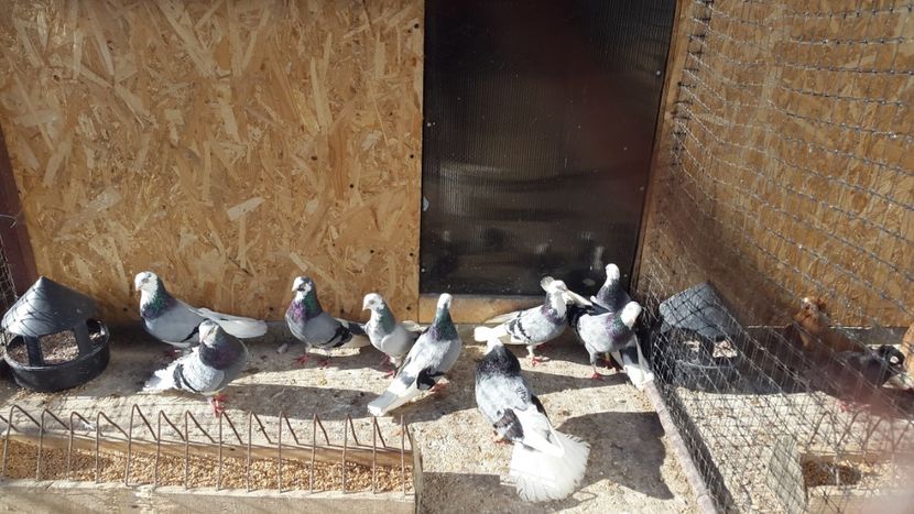  - jucatori galateni rasa Ghita Rosu