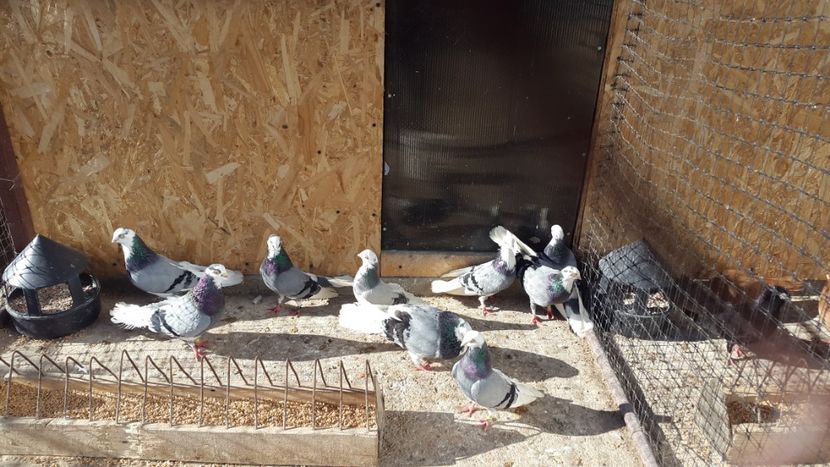  - jucatori galateni rasa Ghita Rosu