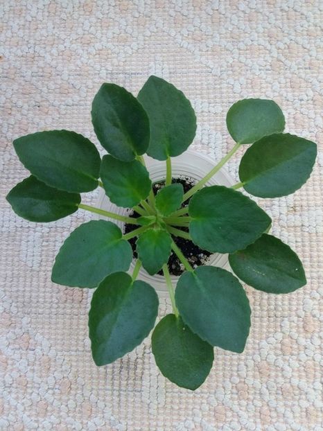 12 feb - ZZ Senk s Alchemy Parakeet