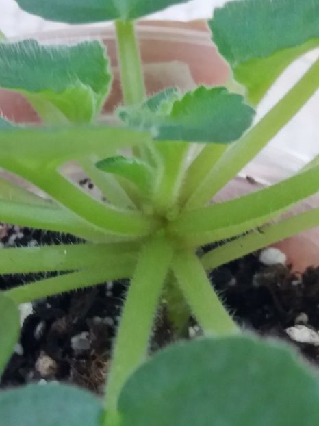 12 feb - ZZ Senk s Alchemy Parakeet