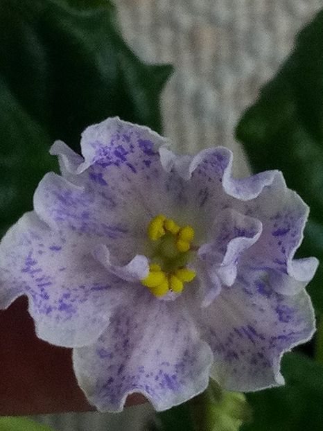 12 feb - ZZ RS Nayada