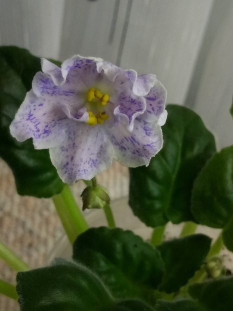 12 feb - ZZ RS Nayada