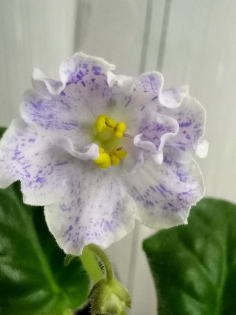 12 feb - ZZ RS Nayada